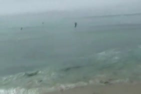Vieilles qui baises avec des animaux